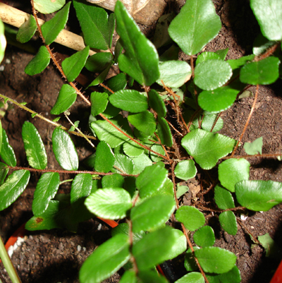 سرخس دکمه ای